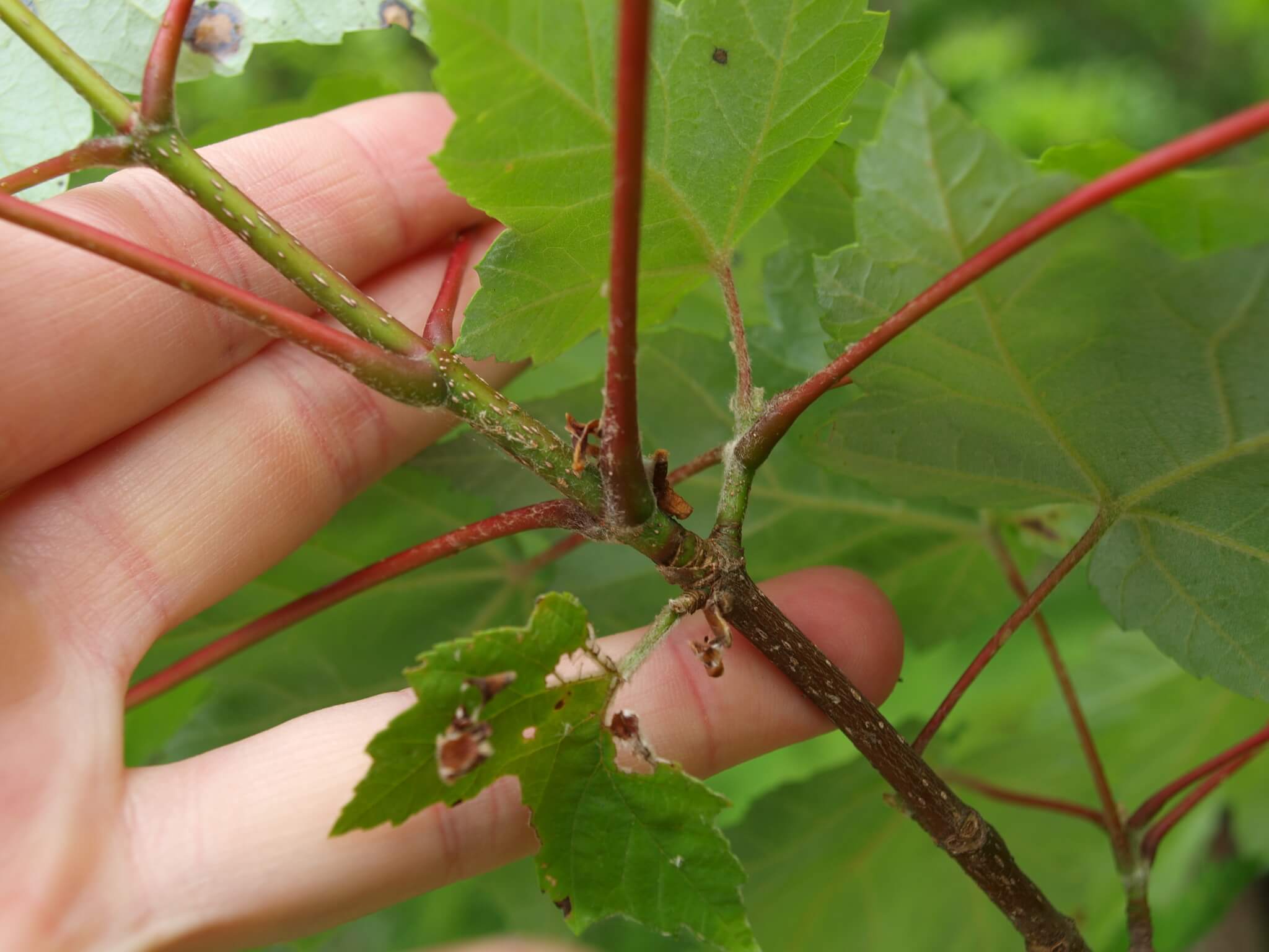 Acer rubrum var. Drummondii